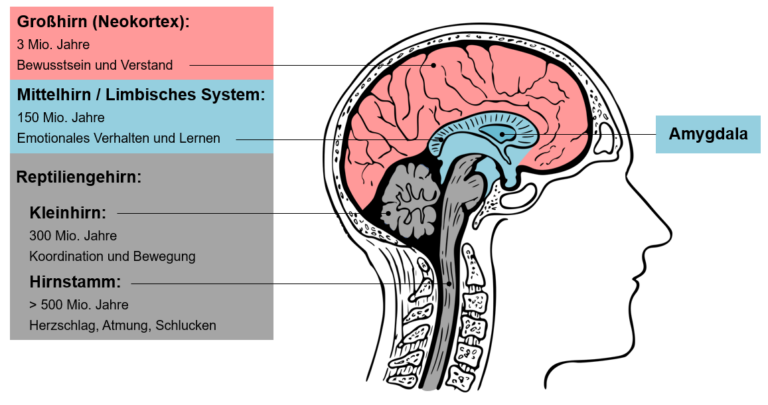 Der Alarmschalter für Stress im Gehirn (Amygdala)